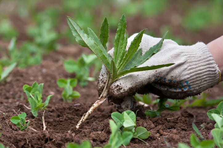 weeding clutter from the garden